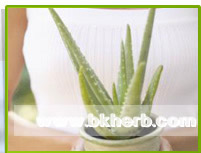 Aloe vera extract juice