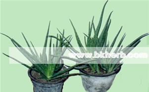 Aloe vera extract benfits for drink