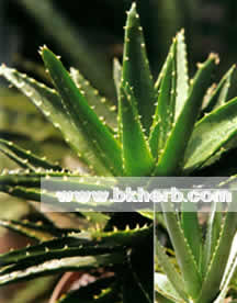 Aloe vera extract benfits for health