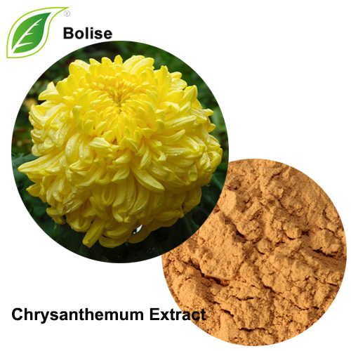 Chrysanthemum Extract