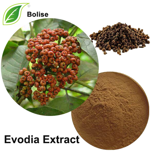 Evodia Extract