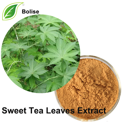 Sweet Tea Leaves Extract
