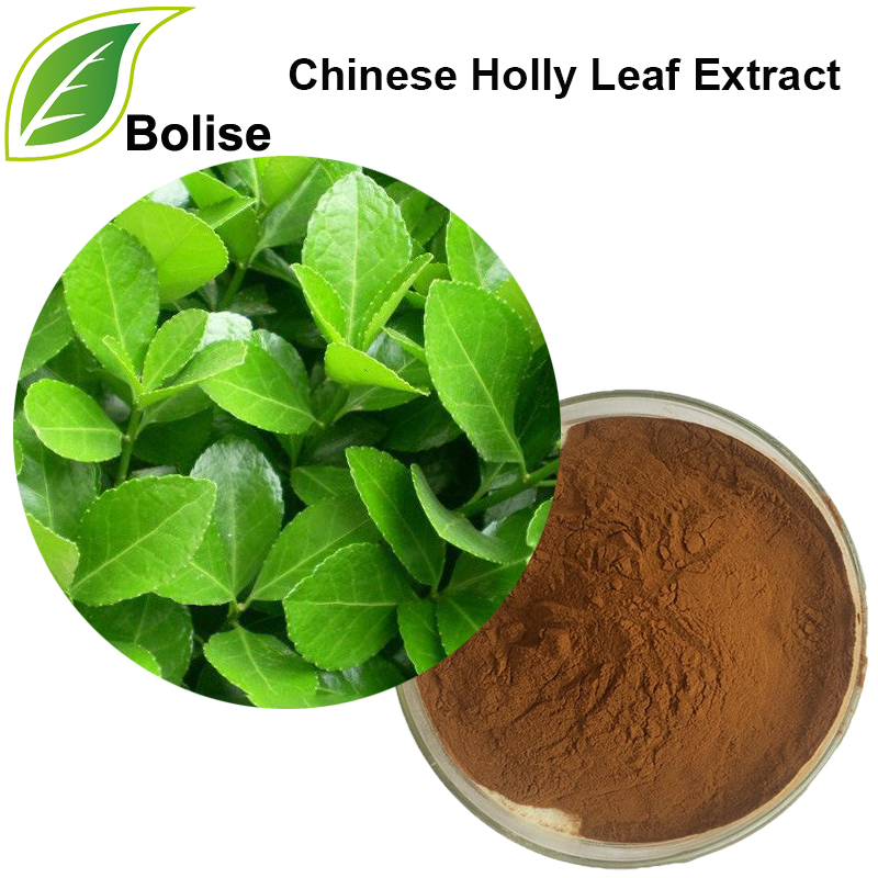 Chinese Holly Leaf Extract