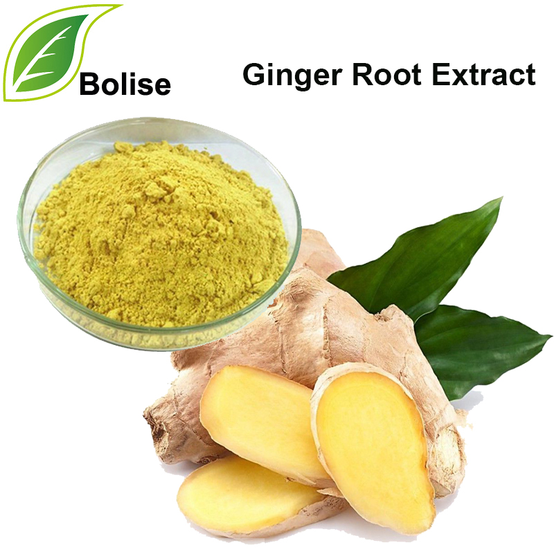 Ginger Root Extract, Zingiberis Recens Rhizoma Extract
