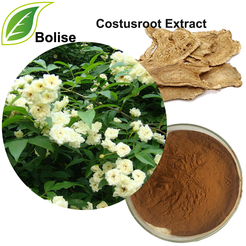Costusroot Extract(Radix aucklandiae extract)