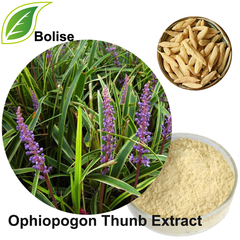 Dwarf Lilyturf Tuber Extract(Ophiopogon Thunb Extract)