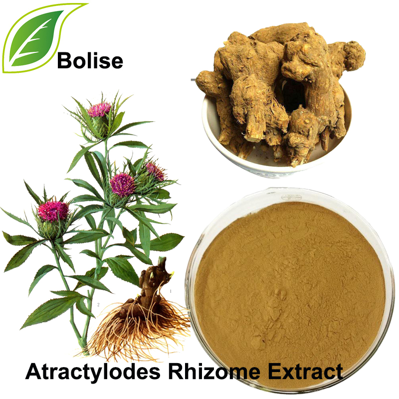 Atractylodes Rhizome Extract(Rhizoma Atractylodis Extract)