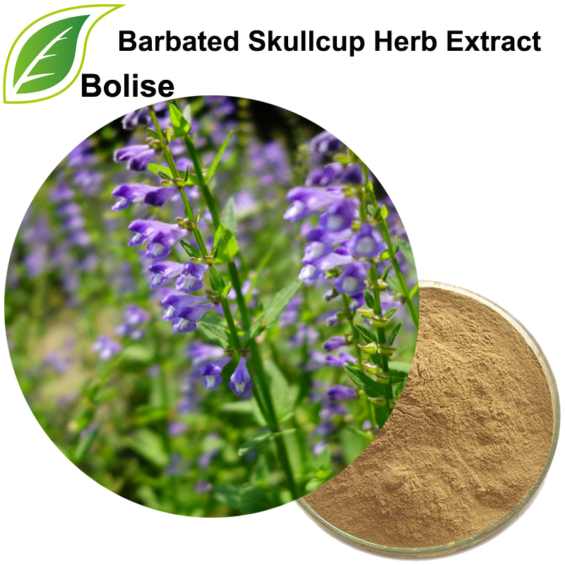 Barbated Skullcup Herb Extract
