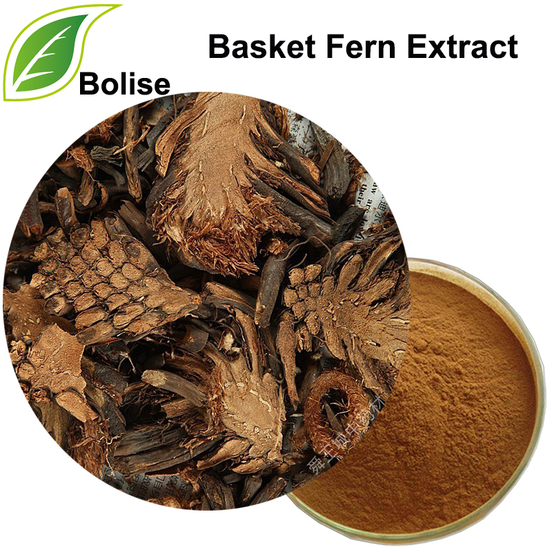 Basket Fern Extract