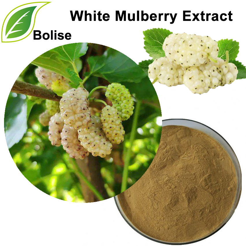White Mulberry Extract