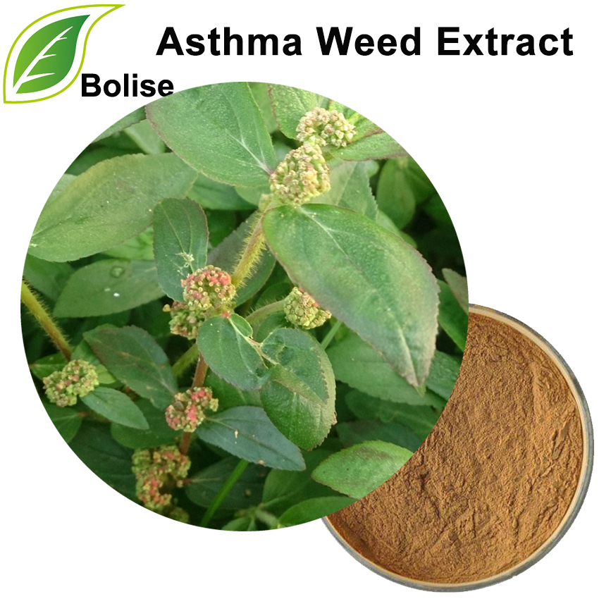 Asthma Weed Extract