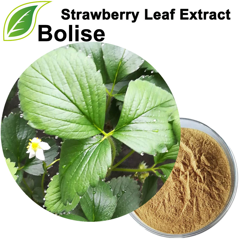 Strawberry Leaf Extract