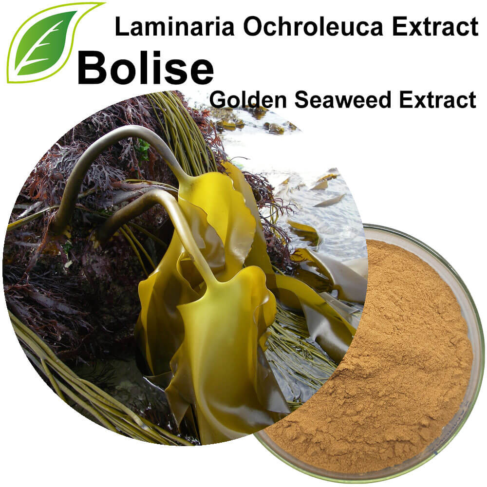 Laminaria Ochroleuca (Golden Seaweed) Extract