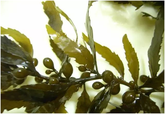 Seaweed polysaccharide