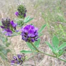 Alfalfa Extract Alfalfa Extract