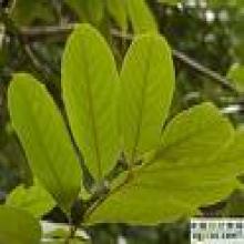 Engelhardtia Leaf Extract(Engelhardtia chrysolepis leaf extract) Engelhardtia Leaf Extract(Engelhardtia chrysolepis leaf extract)