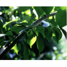 Eucommia Leaf extract Eucommia Leaf extract
