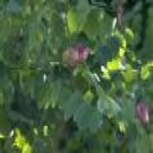 Logwood Color Logwood Color
