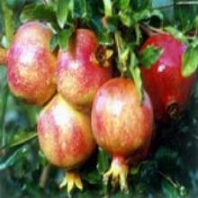 Pomegranate Husk extract Pomegranate Husk extract