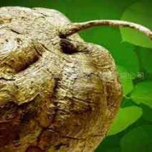 Pueraria mirifica extract(Kwao Kreu Kao extract) Pueraria mirifica extract(Kwao Kreu Kao extract)