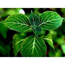 Yohimbine(Corynanthe yohimbe extract) Yohimbine(Corynanthe yohimbe extract)