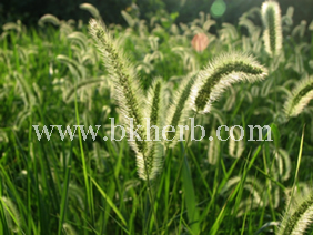 Asthma weed extract Asthma weed extract