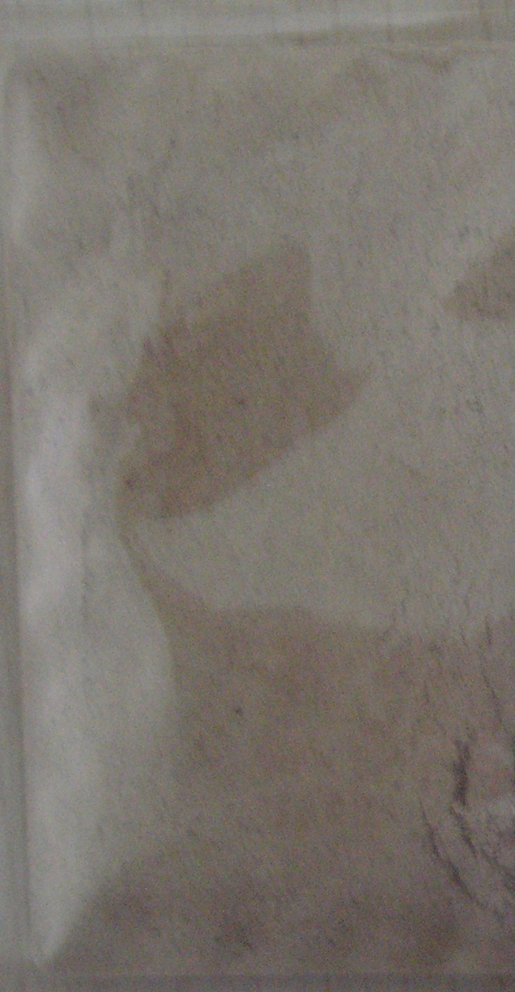 بھیڑ پلاسیٹا منجمد خشک پاؤڈر