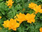 Trollius chinensis Bge. Extract Trollius chinensis Bge. Extract
