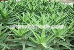 Benefits of Aloe Vera to the Skin