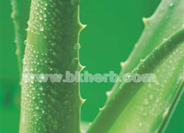What is aloe vera extract good for?