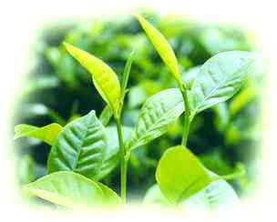 Čo je to extrakt zo zeleného čaju?