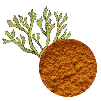 استخراج Thalli Cetrariae (مستخلص الطحلب الأيسلندي)