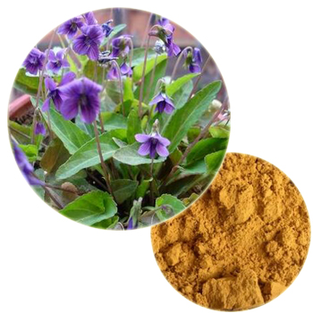 Purpleflower violeta extract
