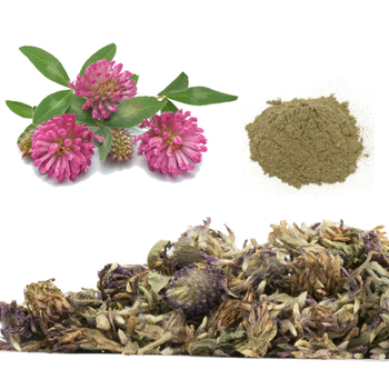 Red Clover Blossom Extract փոշի