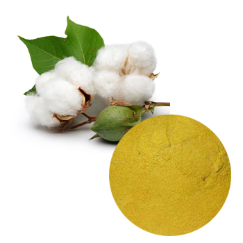 Spec-Cotton Seed Extract(Acetate Gossypol powder)