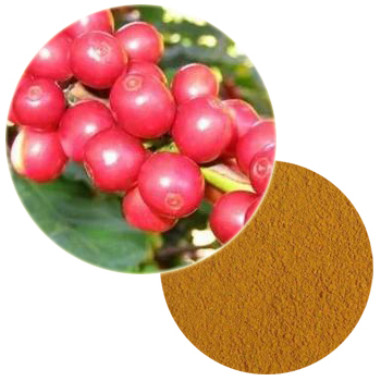 Hele koffie fruit extract poeder