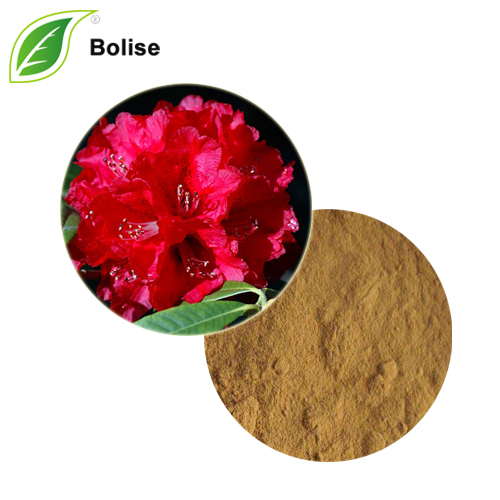 Rhododendron Arboreum Flower Extract (Solvent Extraction) Pulver