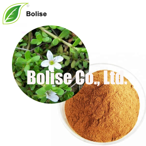 Extrait de Bacopa Monnieri (Feuille) Bacosides AB 20%