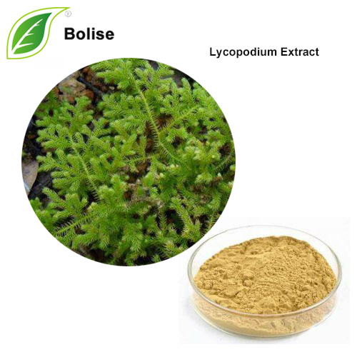 Lycopodium Extract