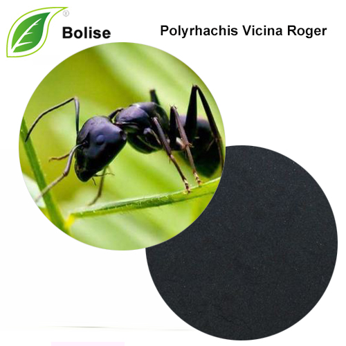 Izvleček kitajske črne gorske mravlje (Polyrhachis Vicina Roger)
