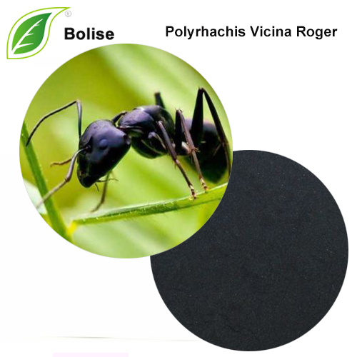 תמצית נמלת ההרים השחורה הסינית (Polyrhachis Vicina Roger)