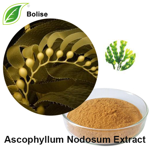 Extrakt z Ascophyllum Nodosum