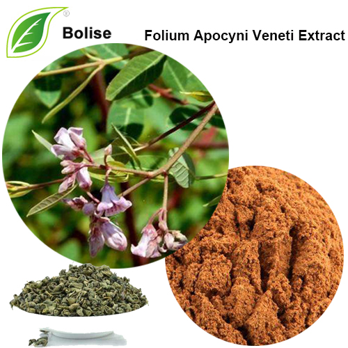 Extracte de fulla de Dogbane (extracte de Folium Apocyni Veneti)