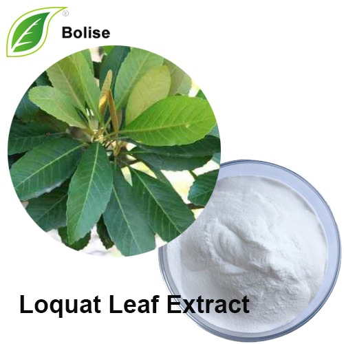 Loquat Leaf Extract