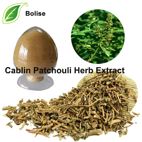 Extracto de herba Cablin Patchouli (Extracto de Herba Pogostemonis)
