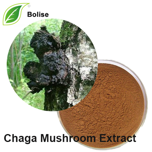 Chaga սնկի քաղվածք