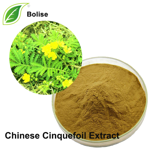Chinese Cinquefoil Extract