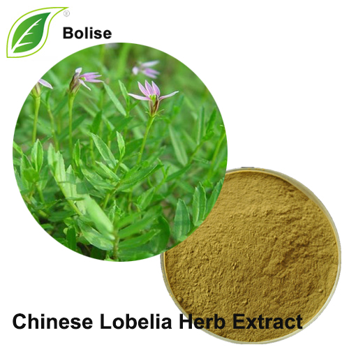 Chinese Lobelia Herb Extract Chinese Lobelia Herb Extract