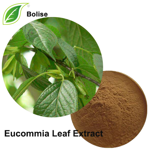 Eucommia Leaf Extract