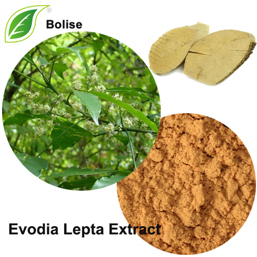 Evodia Lepta ekstrakt